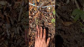 How to propagate a new hop plant vine by harvesting a rhizome.