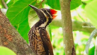 Woodpeckers , #മരംകൊത്തി ,#നാട്ടുമരംകൊത്തി