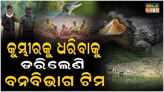 ପାଣି ଭିତରକୁ ଯାଇ ମଣିଷଖିଆ କୁମ୍ଭୀରକୁ ଧରିବାକୁ ଭୟରେ ମନା କରିଦେଲା ବନବିଭାଗର ସ୍ପେଶାଲ ଟିମ..#Malika #Crocodile