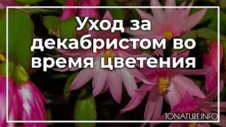 Уход за декабристом во время цветения | toNature.Info