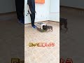 ハウスもここまで出来たらスゴイ 可愛い ドッグトレーナー 愛犬 犬しつけ pets ミニチュアシュナウザー ミニチュアピンシャー