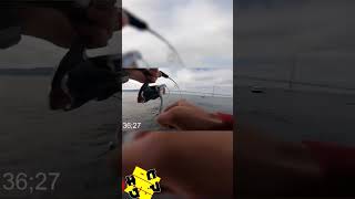 最速HIT❗2　#明石ジギング #青物 #釣り #釣り初心者 #fishingvideo #short #shorts