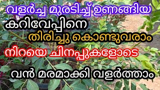 ഈ വളം കൊടുത്താൽ ഉണങ്ങിയ കറിവേപ്പ് തഴച്ചു വളരും a1luckylifemedia