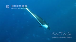 セミイルカ　美しいセミイルカの貴重な水中映像！Northern Right Whale Dolphin