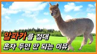 신박한 알파카의 비밀