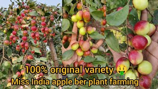 Miss India red apple ber farming contact number.9635449080