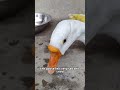 The bullied goose dreams of becoming a swan#animals #goose #cute #friendship #shorts