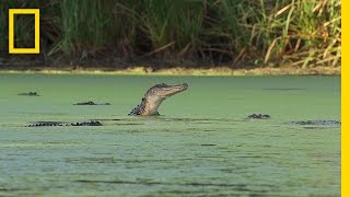 An Alligator’s Gourmet Lunch | America's National Parks