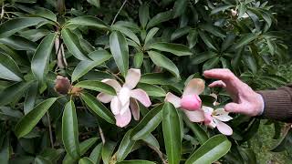 Manglietia / Magnolia insignis flowering for the first time - Caerhays