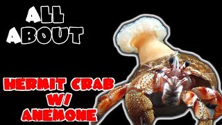 All About The Hermit Crab With Anemone