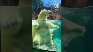 【日本平動物園】ホッキョクグマのバニラ🐻‍❄️水中テディベア座り🧸[Nihondaira Zoo]  Polar bear, Vanilla.  #Shorts