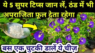 Aparajita Plant Care in winter.Aparahita ka plant. अपराजिता.Aparajita.Aparajita plant care.Aprajita.