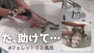 【フェレットのお風呂】お風呂が苦手な2匹。飼い主vsフェレットの戦いが始まる。