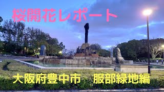 桜開花レポート～大阪府豊中市 緑地公園編～