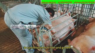 猪设备英语销售视频Sales of pig equipment