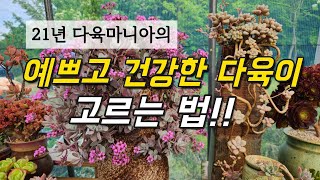 21년 다육마니아의 12년 키운 수형 예쁜 다육이와 예쁜 다육이 고르는 법ㅣ정하네다육(익산시 삼기면 용연리 466, 010-9946-7818)ㅣ다육이 키우기ㅣ#신쌤의다다육선