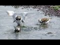 谷津干潟のキョウジョシギ（水浴び