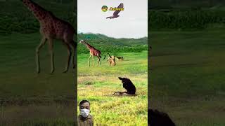 Oh No! Giraffe panics when suddenly ambushed by lion! Wild animals at close range #animals #shorts