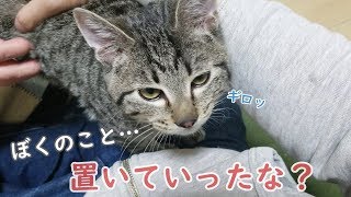 1泊して帰宅した飼い主に会った時の子猫の反応【チューチューが止まらない…】