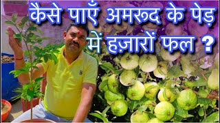 रामविलास जी अमरुद/Guava  के पौधे में ज़्यादा से ज़्यादा फल लेने के लिए क्या करते है  ? |  Grow Guava