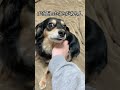 犬の触り方