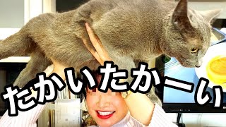 久しぶりに帰省したお姉ちゃんに甘える猫