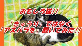 おもしろ猫!!アスパラガスを置いてみた!! I put asparagus behind a cat!