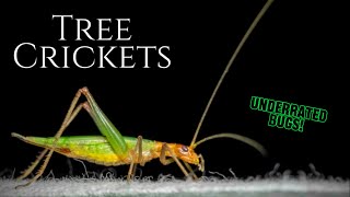 TREE CRICKETS | Awesome Insects