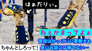 【ねぇかまってよぉ。はぁだりぃ。】普段はかっこいい警察犬も長いお話には勝てない… 千葉県警年頭視閲でのほっこりシーン