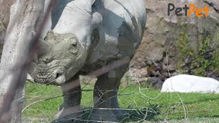 Rhinoceros | ලෝකයේ ඉතිරිව සිටින අවසාන රයිනෝසිරස් දැවැන්තයින්. | petpet zoo world episode 02