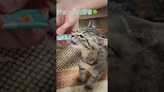 チュール大好き猫のダヤン🐈