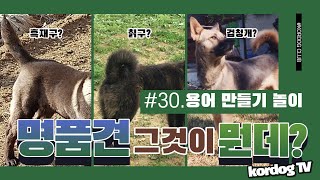 [kordog TV] #30. 댓글 Pick '명품견' 그게 뭔데? #진도개 #진도견 #진돗개 #국견 #우리개 #토종개 #개구경 #명품견? #진도개의 종류 #jindo dog