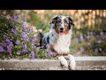 Australian Shepherd STELLA (4 & 5 months) ♡