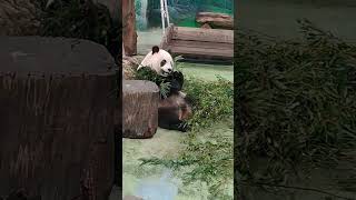 圓仔很滿意今天的竹葉 吃了四十分鐘 #cute #animals #可愛 #動物 #panda #貓熊 #yuanzai #圓仔