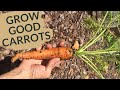 Growing Carrots at Home | All Your Questions Answered