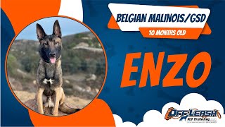 BELGIAN MALINOIS/GSD 10-MONTHS OLD🐶🦮Off leash Dog Training / Obedience Training 🦮🐶