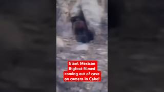 Giant Mexican Bigfoot Filmed Coming Out of Cave on Camera in Cabo!