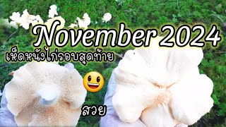 คลิปเก็บตก/เห็ดหนังไก่ออกเรียงกันเป็นแถวยาว เยอะจนเก็บไม่หมด ปล่อยเป็นเชื้อทิ้งไว้ในป่า