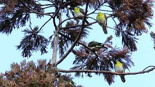 野鳥の撮影　奈良市内　2018 1 30