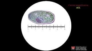 Microscope Calibration: a short tutorial [Old version]