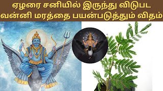 வன்னி மரம் | Vanni Tree Special | Khejri tree (Prosopis cineraria) - Vanni Uses \u0026 Importance -Saturn