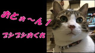 ♀猫こむぎの「ブシブシくれぇ～🙀」攻撃に負けたお父ちゃん【猫日記こむぎ＆だいず】2017 11 09