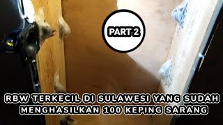 #(RBW) terkecil di sulawesi yang sudah menghasilkan 100 keping sarang# (PART 2)