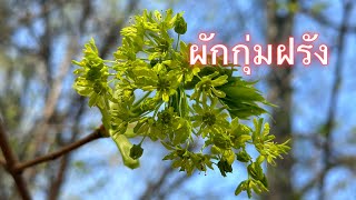 ผักกุ่มฝรั่ง ,เมเปิล,Lönn ,(Maple) ,20 พฤษภาคม ค.ศ. 2023