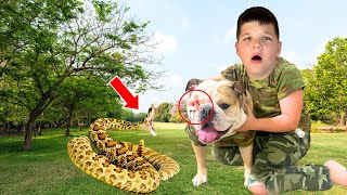 A SNAKE BITES OUR DOG in the EYE!!