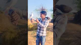 वापस ♥️ हमारे पास आ गया 🥰kabuter viral video #rap #ytshorts #newsong #pigeonsong