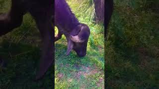 buffalo animals short video