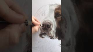 Drawing Scrumpie the Springer 🐶