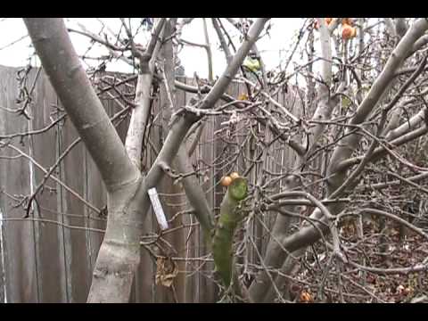Apple Pruning Youtube