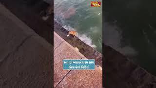 આપણે બધાએ શરમ સાથે જોવા જેવો વિડિયો